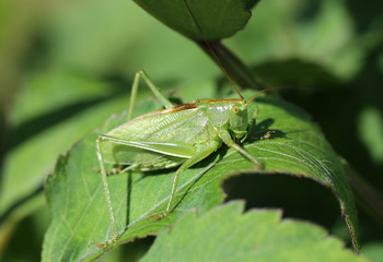 Fototapeta premium green grasshopper in the garden