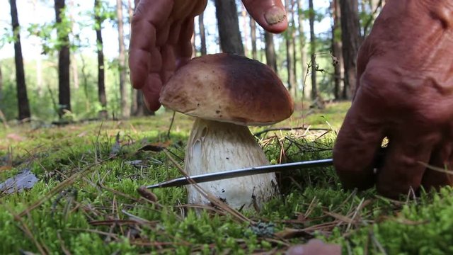An elderly man cuts a nice big white mushroom with a knife. The search for mushrooms in the woods. Cep  mushroom