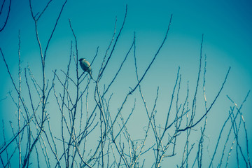 Sparrows on the Tree Retro