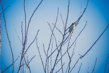 Obraz premium Sparrows on the Tree Retro