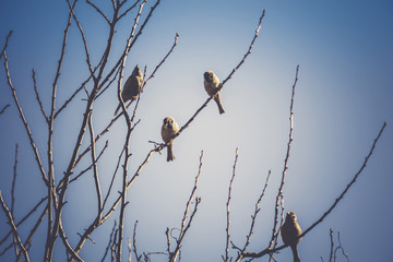Sparrows on the Tree Retro