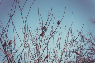 Sparrows on the Tree Retro