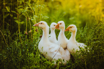 Five young goose together sit in the grass