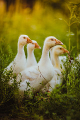 Five young goose together sit in the grass