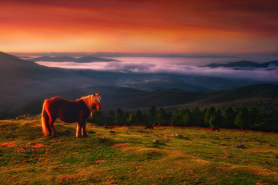 pottoka horse in Urkiola mountains