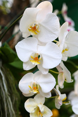 Fototapeta na wymiar Orchids.