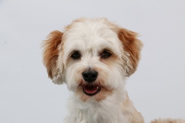 Havaneser Portrait im Studio