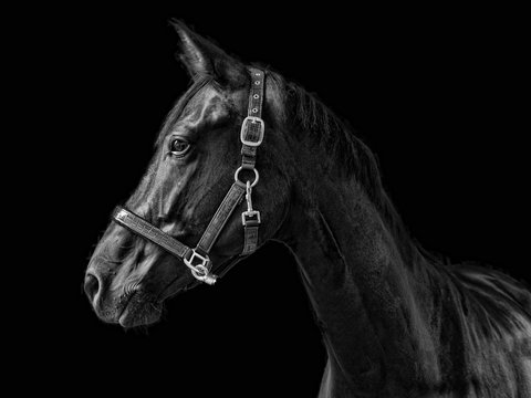 Pferdeportrait