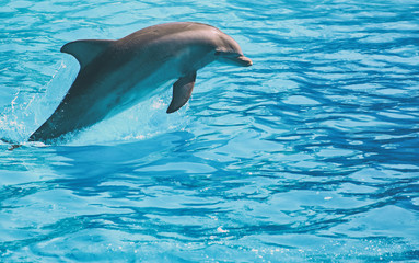 Dolphin floating in the water. Place for text.