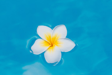 Frangipani white and yellow swim in blue water