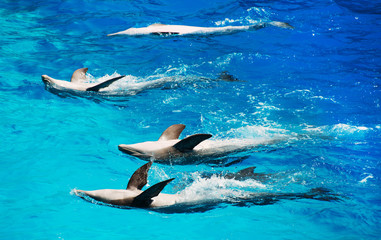 Fototapeta premium Five dolphins beautifully floating on their backs.