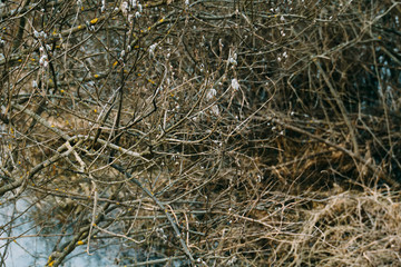 Fototapeta na wymiar Spring Pussy Willow