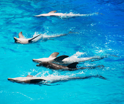 Five dolphins beautifully floating on their backs.