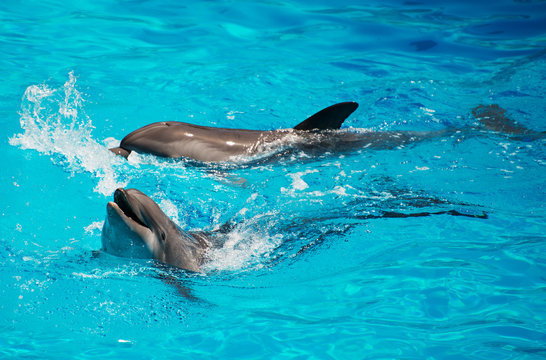 Dolphins having fun. Place for text. © M-Production