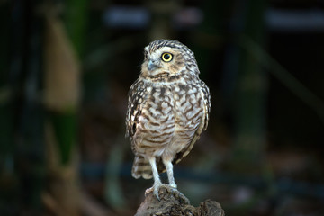 Portrait of Little owl. Athene noctua.