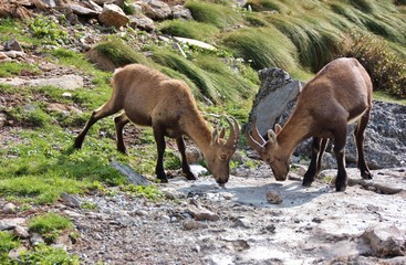 Steinbocks ready to fight, Alps Orobie, Bergamo, Italy