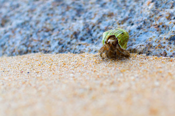 Hermit Crab on a beach
