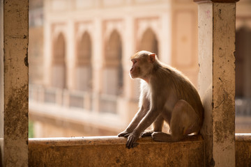 monkey at Galta Ji, Jaipur,