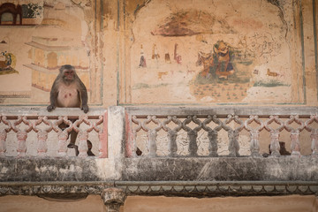 Galta Ji, Monkey Temple, Jaipur,