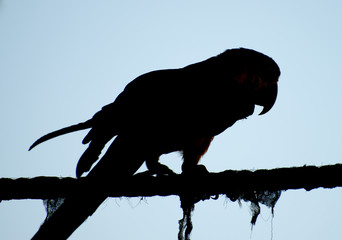 Silhouette of Ara parrot walking on the rope.