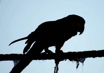 Gordijnen Silhouette of Ara parrot walking on the rope. © M-Production