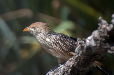 Portrait of small bird with orange beak.