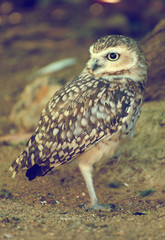 Portrait of Little owl. Athene noctua.