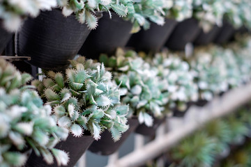 Succulent / cactus plants in black pot, closeup macro view, selective focus. Concept of green living, planting in urban home, office, city.