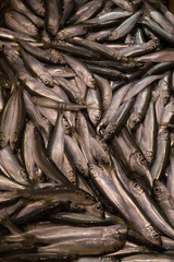 Fresh Baltic herring, which is just out of the Baltic Sea.