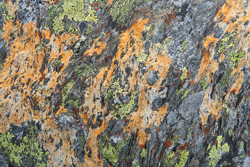 Texture of lichen on stone