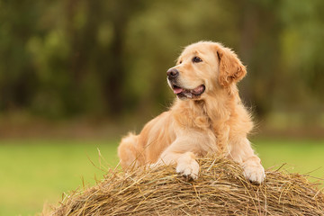 Beauty Golden Retriever dog on the hay bale - obrazy, fototapety, plakaty