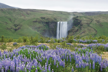 Landscape with Skogafoss waterfall, Iceland