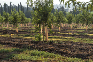 Fototapeta na wymiar Almond plantation trees