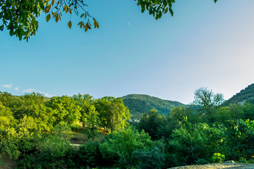 Green tree forest and mountain background, beautiful bird eye view