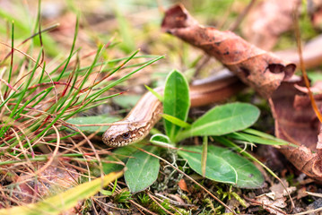 Closeup of slowworm, also known as blindworm, (Anguis fragilis) a legless lizard on forest floor. Focus on eyes.
