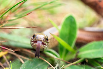 Closeup of slowworm, also known as blindworm, (Anguis fragilis) a legless lizard on forest floor. Focus on eyes.