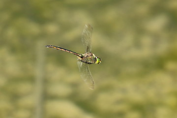 libellule en plein vol