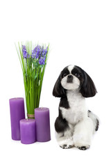 Beautiful Shih-tzu puppy with holiday candle.