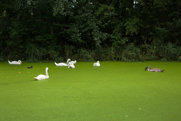 Young and old swans swimming in a pond