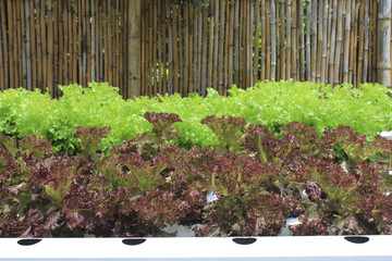 Vegetable salad in a plant-free plot in a hydroponics vegetable garden.