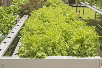 Lettuce in Hydroponics Garden Grow Organic Plants