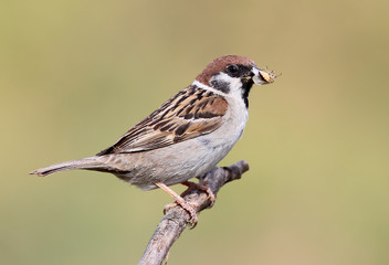 Very close up portrait sparrow with a beetle in beak.