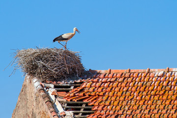 Adult stork standing in nest on  building © benschonewille