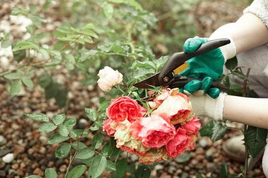 Cropped outdoor picture of gardening maintenance worker wearing gloves while pruning rose shrubs in garden, cutting off faded stems of dead pink flowers using pruning hedge shears or secateurs