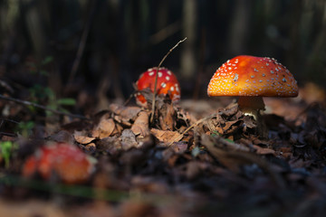 beautiful mushrooms grow in the autumn forest.