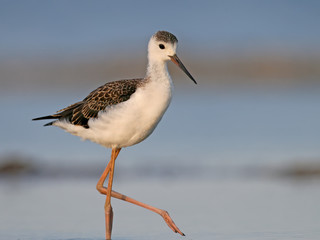Young black winged stilt walking on the water.Nice blurred background