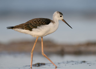 Young black winged stilt walking on the water.