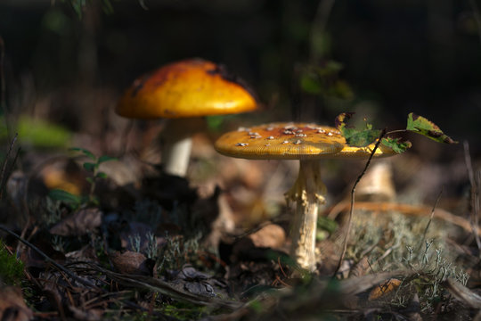 beautiful mushrooms grow in the autumn forest.