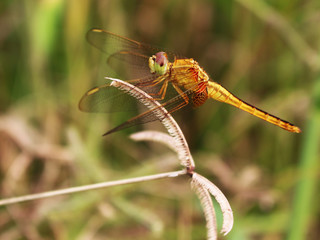  Dragonfly on the grass in the garden