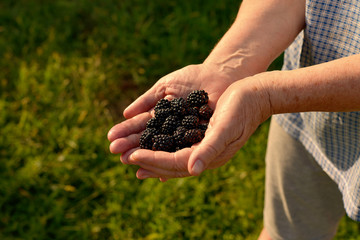 The hands hold the berry of the blackberry